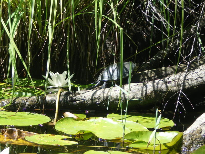 Delta du Fango 004